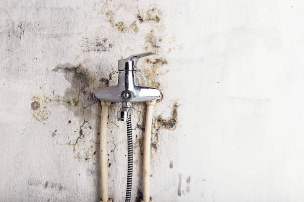 Best Fast Mold Removal  in Rotonda, FL