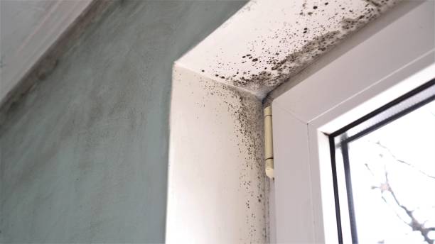 Best Office Mold Removal Services  in Rotonda, FL