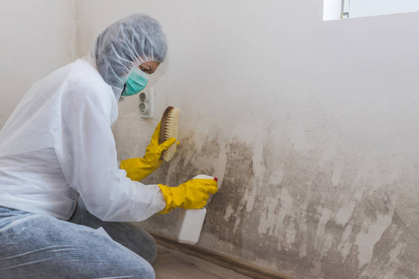Best Mold Damage Repair  in Rotonda, FL