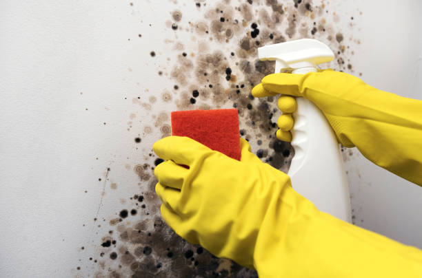 Mold Removal and Inspection in Rotonda, FL