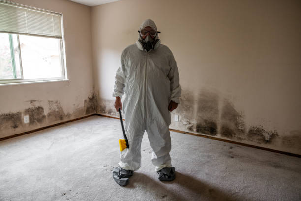 Best Mold Removal and Inspection  in Rotonda, FL