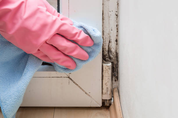 Best Mold Damage Repair  in Rotonda, FL